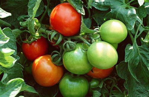 番茄小说当众吃瓜