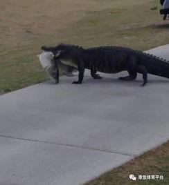 小虎把瓜给鳄鱼吃,小虎的瓜瓜大餐