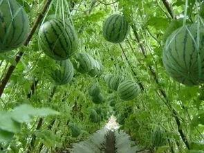 吃瓜星球-李西瓜,李西瓜的奇幻之旅