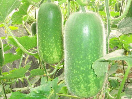 甜王瓜怎么吃减肥,轻松享瘦的秘密武器