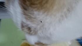 猫可以吃脆瓜,脆瓜成为猫咪新宠